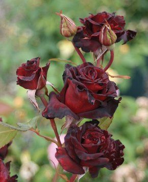 Троянда Блек Баккара. (Black Baccara) 98745912 фото
