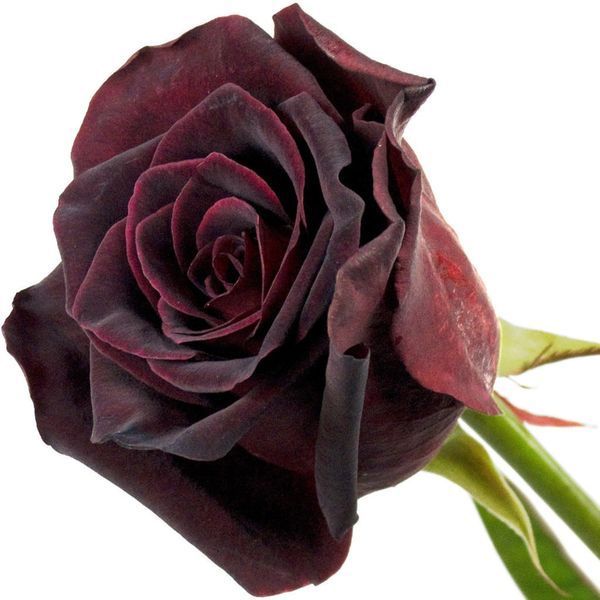 Троянда Блек Баккара. (Black Baccara) 98745912 фото