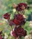 Троянда Блек Баккара. (Black Baccara) 98745912 фото 1