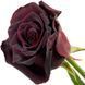Троянда Блек Баккара. (Black Baccara) 98745912 фото 2