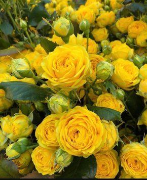 Троянда Єллоу Евелін. (Yellow Eveline) 98745616 фото