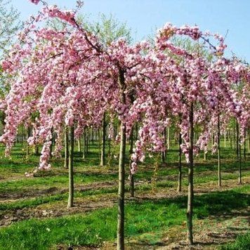 Сакура Кіку-Шідаре, плакуча форма на штамбі 9874569 фото