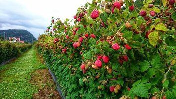 Малинове дерево Таруса 9874606 фото